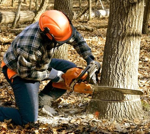 Tree Removal in Middletown, VA